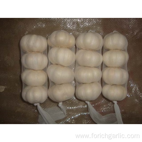 Cold Storage Pure White Garlic